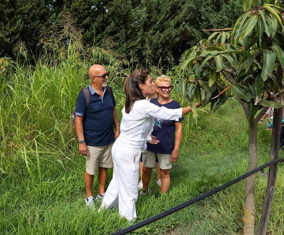 🌴 Mango Experience in Sicilia – Tour & Degustazione al frutteto Muzzikato