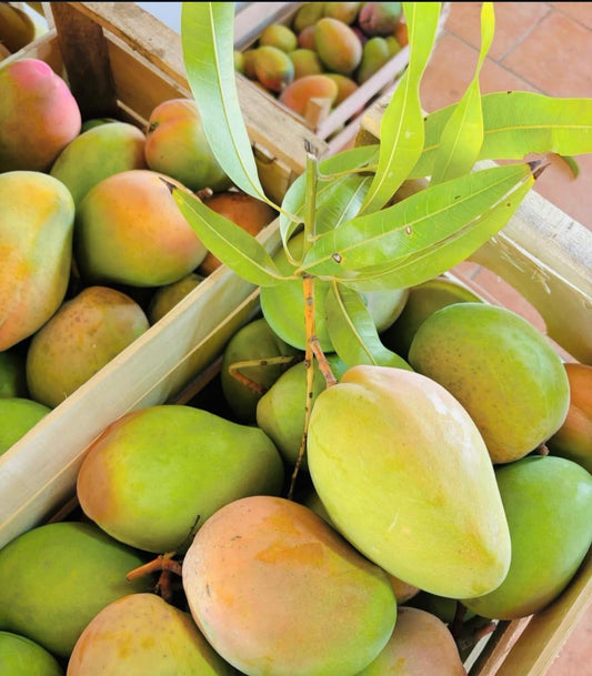 🌴 Mango Experience in Sicilia – Tour & Degustazione al frutteto Muzzikato