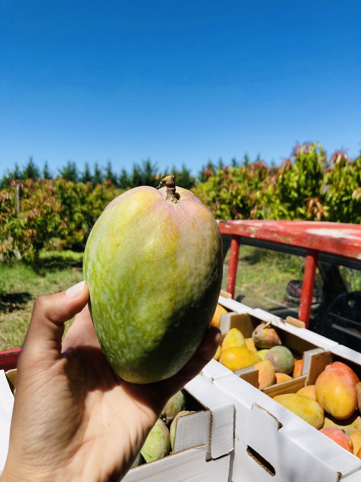 🌴 Mango Experience in Sicilia – Tour & Degustazione al frutteto Muzzikato